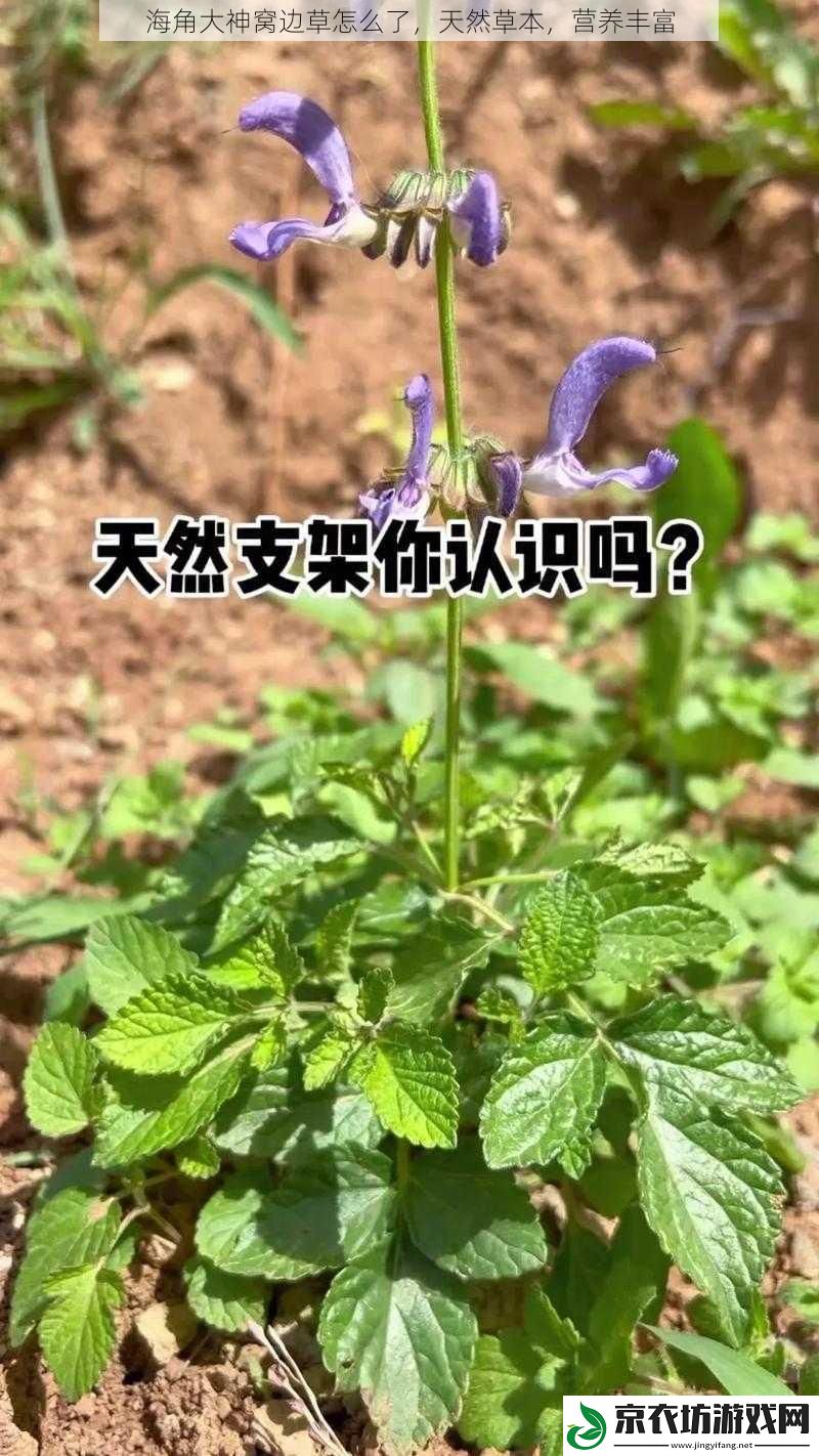 海角大神窝边草怎么了，天然草本，营养丰富