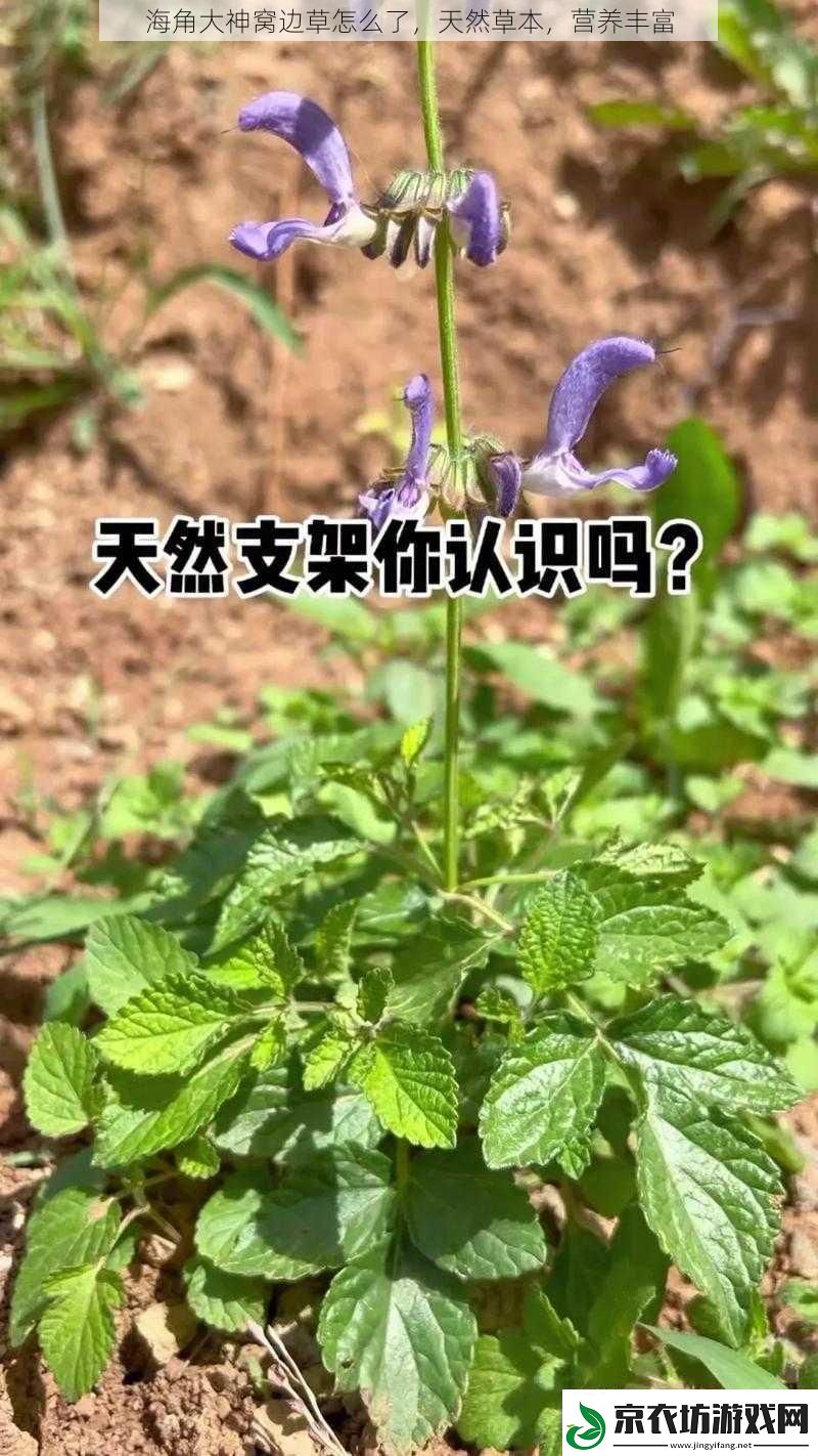 海角大神窝边草怎么了-天然草本-营养丰富