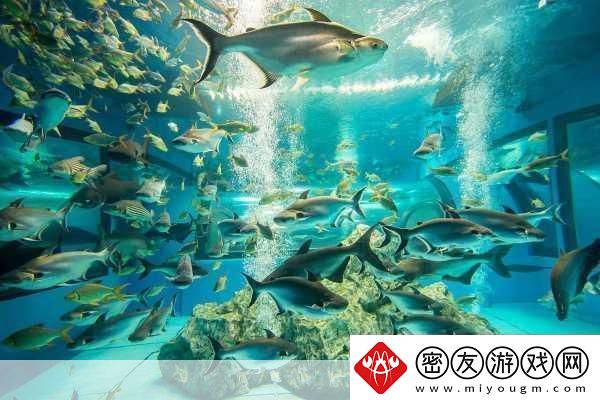 探索神奇海洋水族馆-追溯我国水族馆起源