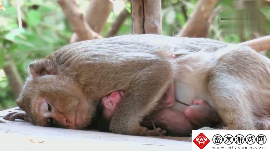 童言无忌-‘猿’起波澜：科技界的萌宠新潮流