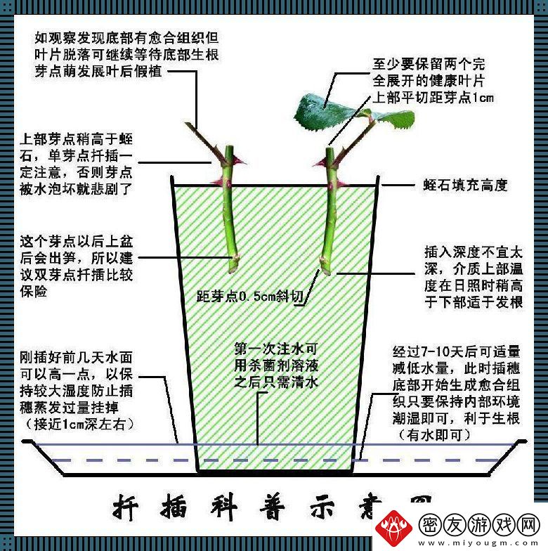 日本72变插花术：笑谈东瀛创新风潮