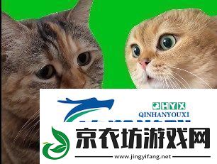 猫猫对话是什么梗络用语-猫猫对话梗意思及出处分享