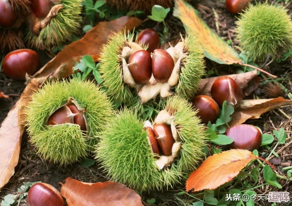 17今日必吃吃瓜网：最新美食推荐与热门餐厅评测-带你领略舌尖上的美味之旅！