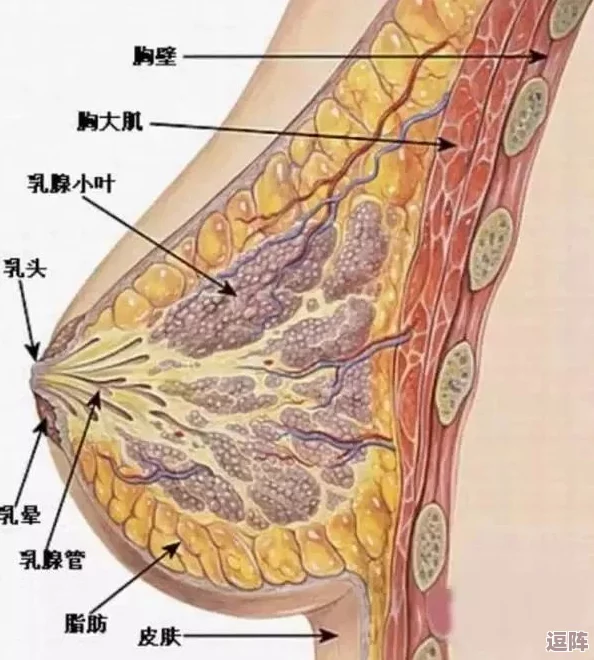 胸交是什么感觉