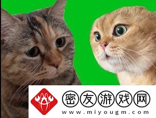 猫猫对话是什么梗络用语-猫猫对话梗意思及出处分享