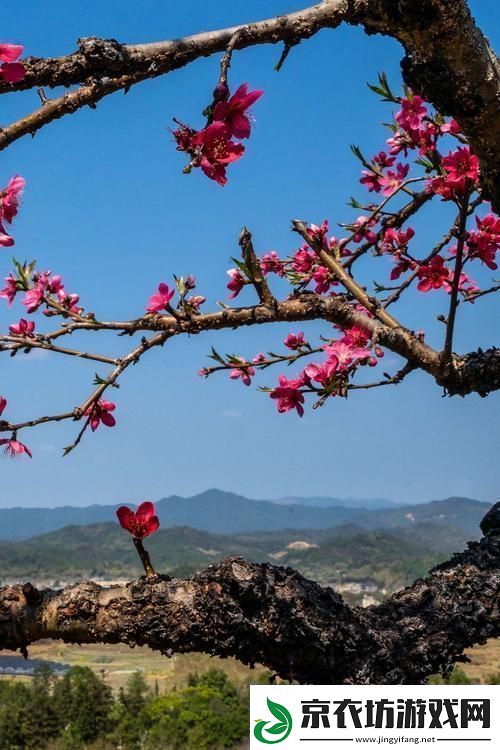 春之唇语：桃花的悄悄话